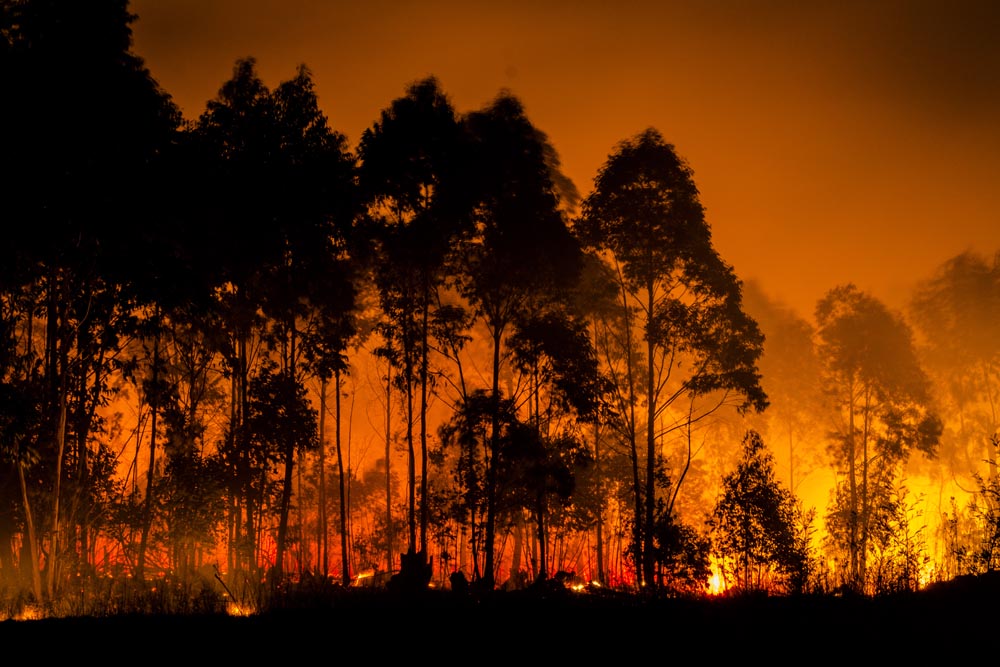 More on Burning Forests